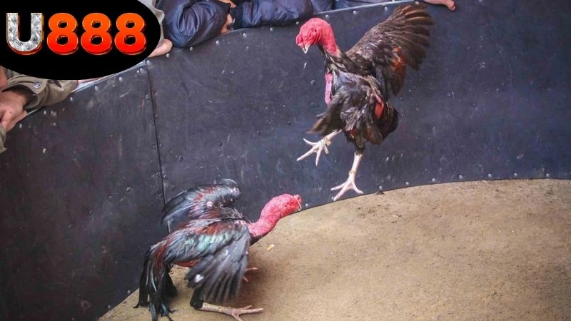 Chiến thuật cá cược đá gà U888 gấp thếp