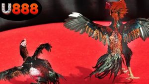 chien-thuat-ca-cuoc-da-ga-u888