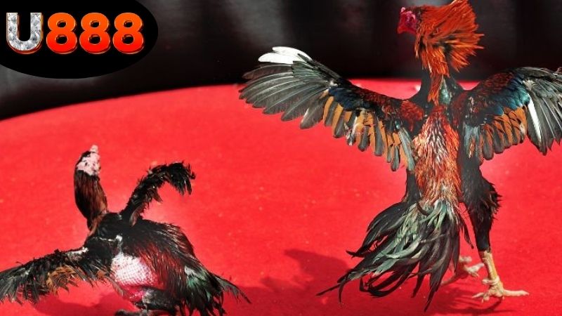 chien-thuat-ca-cuoc-da-ga-u888