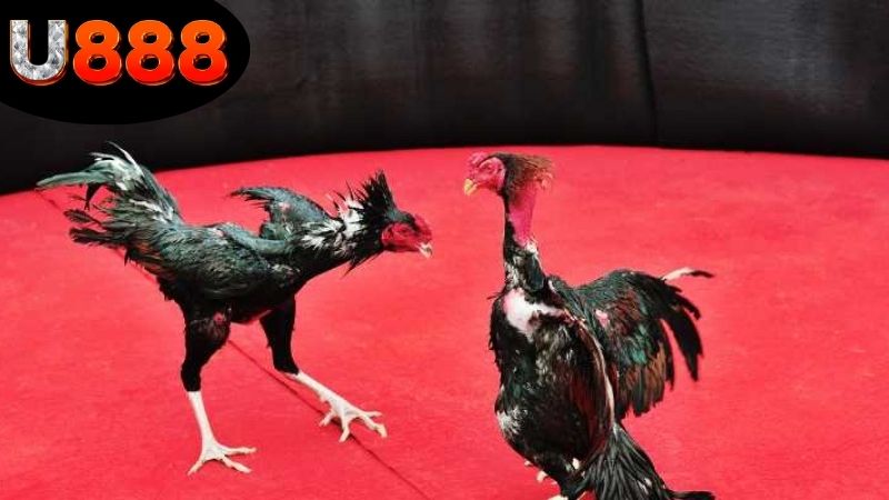 Hướng dẫn cách chơi cược đá gà ăn tiền thật tại U888