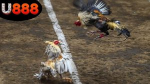 cuoc-da-ga-an-tien-that-tai-u888