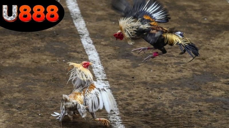 cuoc-da-ga-an-tien-that-tai-u888