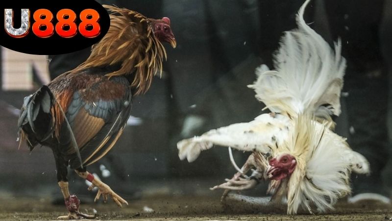 Tổng quan về đá gà SV388 trên U888
