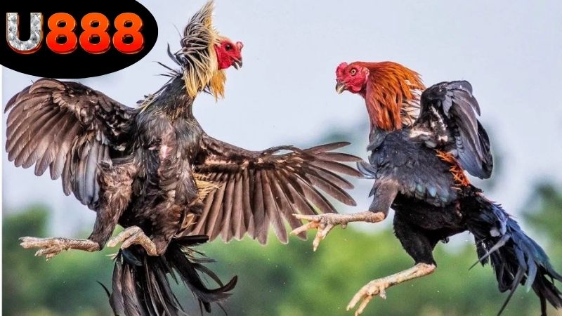 Các bước cơ bản chơi đá gà SV388 trên U888