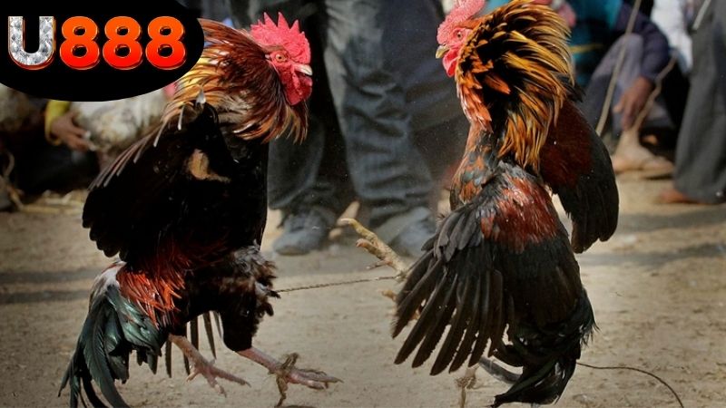 Phân tích trải nghiệm đá gà SV388 trên U888