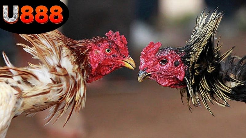 da-ga-sv388-tren-u888