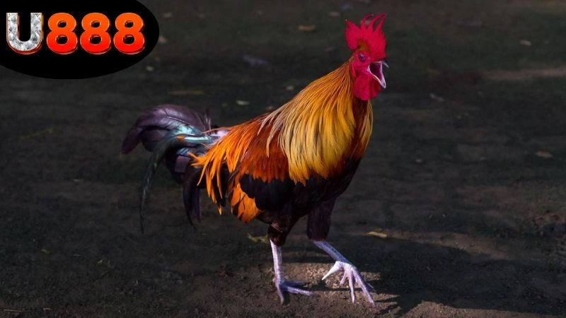 Căn cứ pháp lý để xác định đá gà U888 có hợp pháp không