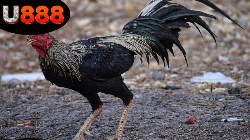 Cách kiểm tra đá gà U888 có hợp pháp không
