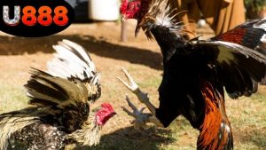 da-ga-u888-co-hop-phap-khong