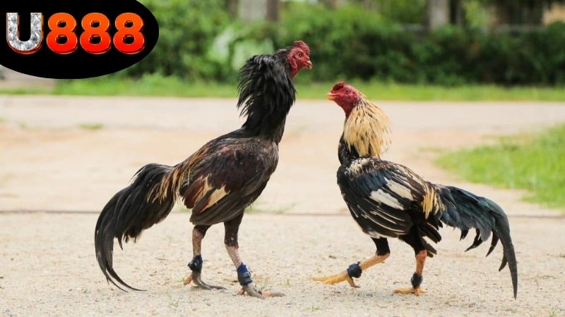 Hướng dẫn chơi đá gà U888 cho người mới