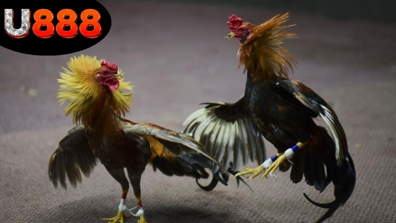 Hướng dẫn chơi đá gà U888 với cách cược hiệu quả