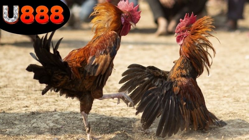 Giới thiệu link xem đá gà Campuchia U888