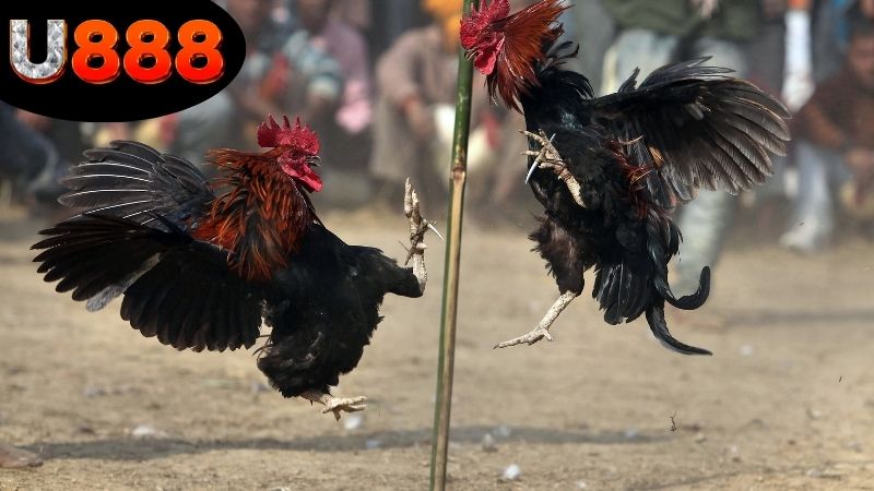 Chất lượng đường truyền và hình ảnh khi xem đá gà tại U888