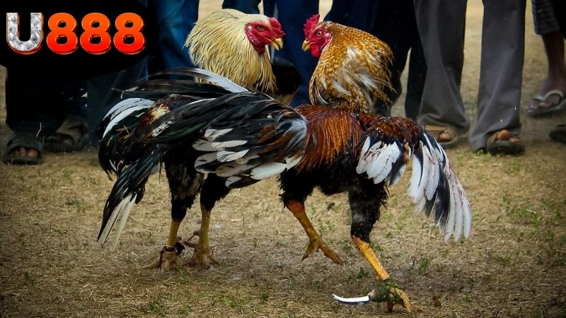 Lưu ý khi xem và cược đá gà tại link xem đá gà Campuchia U888