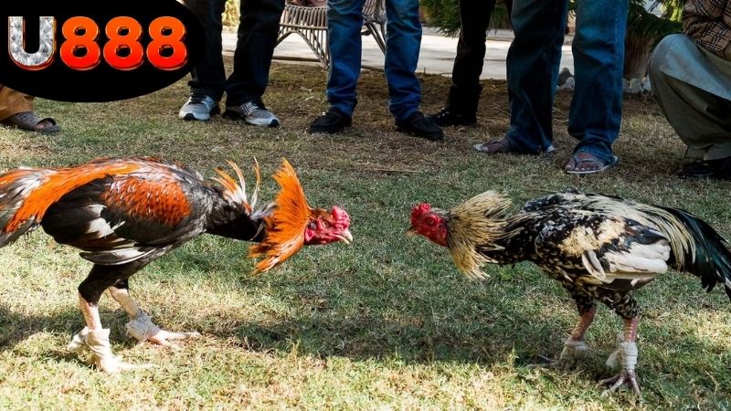 link-xem-da-ga-campuchia-u888