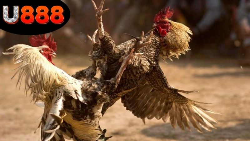 Phân tích trải nghiệm khi xem đá gà Thomo tại U888