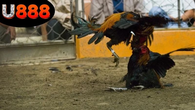 Các bước cơ bản để xem đá gà Thomo tại U888