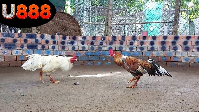 xem-da-ga-thomo-tai-u888